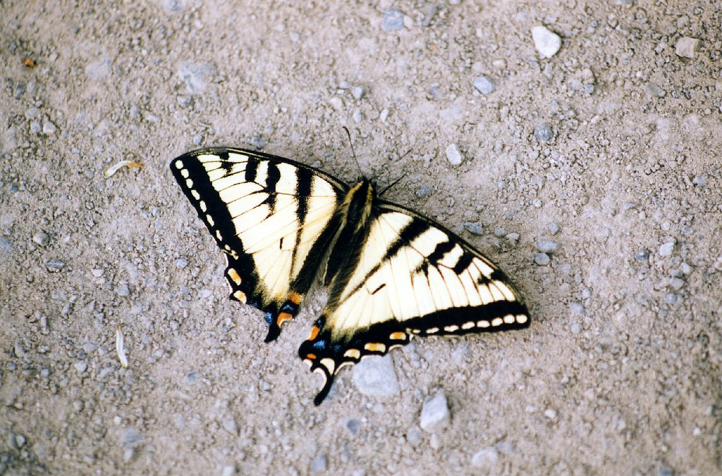 194 Swallowtail, Western Tiger, St George Alaska 06-1996 B06P29I02.jpg - Western Tiger Swallowtail (Papilio rutulus) Butterfly.